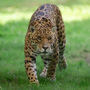 Esturro da onça-pintada: entenda quando e por que o animal emite esse som bizarro Esturro da onça-pintada - Foto by Adobe Stock