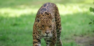 Esturro da onça-pintada - Foto by Adobe Stock