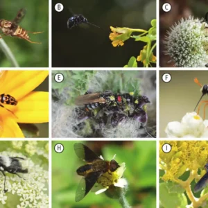 Pequenos insetos, grandes alertas sobre o meio ambiente Insetos revelam a saúde oculta da floresta amazônica