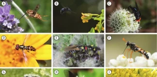 Insetos revelam a saúde oculta da floresta amazônica