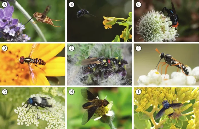 FIGURA-2-Moscas-visitando-flores-A-Trichophthalma-nubipennis-Nemestrinidae Insetos revelam a saúde oculta da floresta amazônica