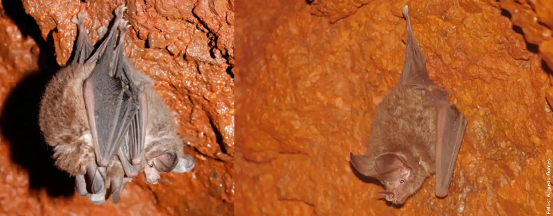 Figura_Micronycteris_microtis Vertebrados minúsculos e surpreendentes da Amazônia
