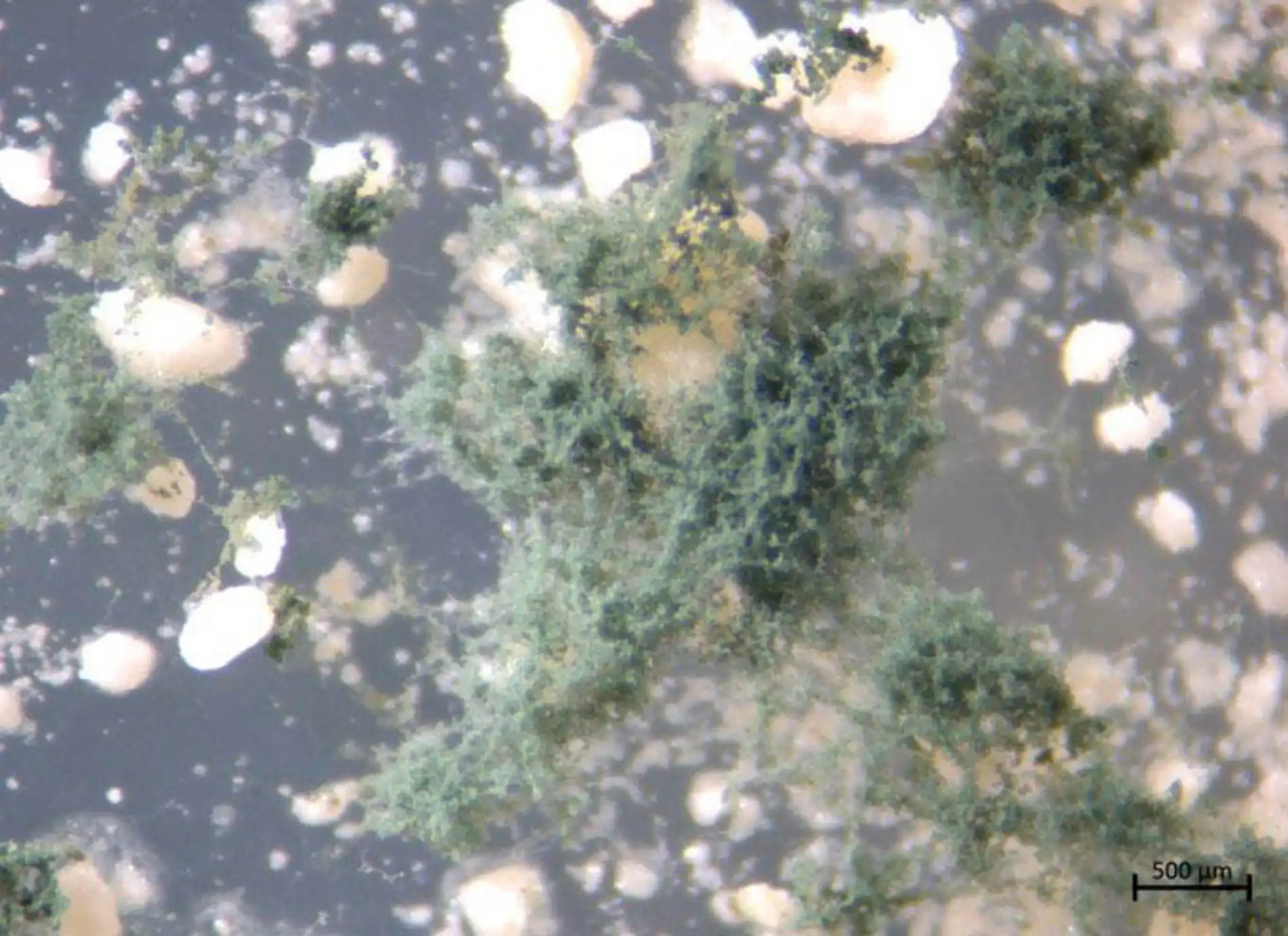 Formula__o_de_Trichodema_asperelloides_ap_s_rehidrata__o_em_placa_de_Petri Técnica sustentável para produção de fungo que controla doenças agrícolas