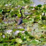 Gar_a-azul-grande_observa_um_lago_de_nen_fares_no_Centro_Espacial_Kennedy_da_NASA-150x150 Terra — Imagens incríveis do e de nosso planeta