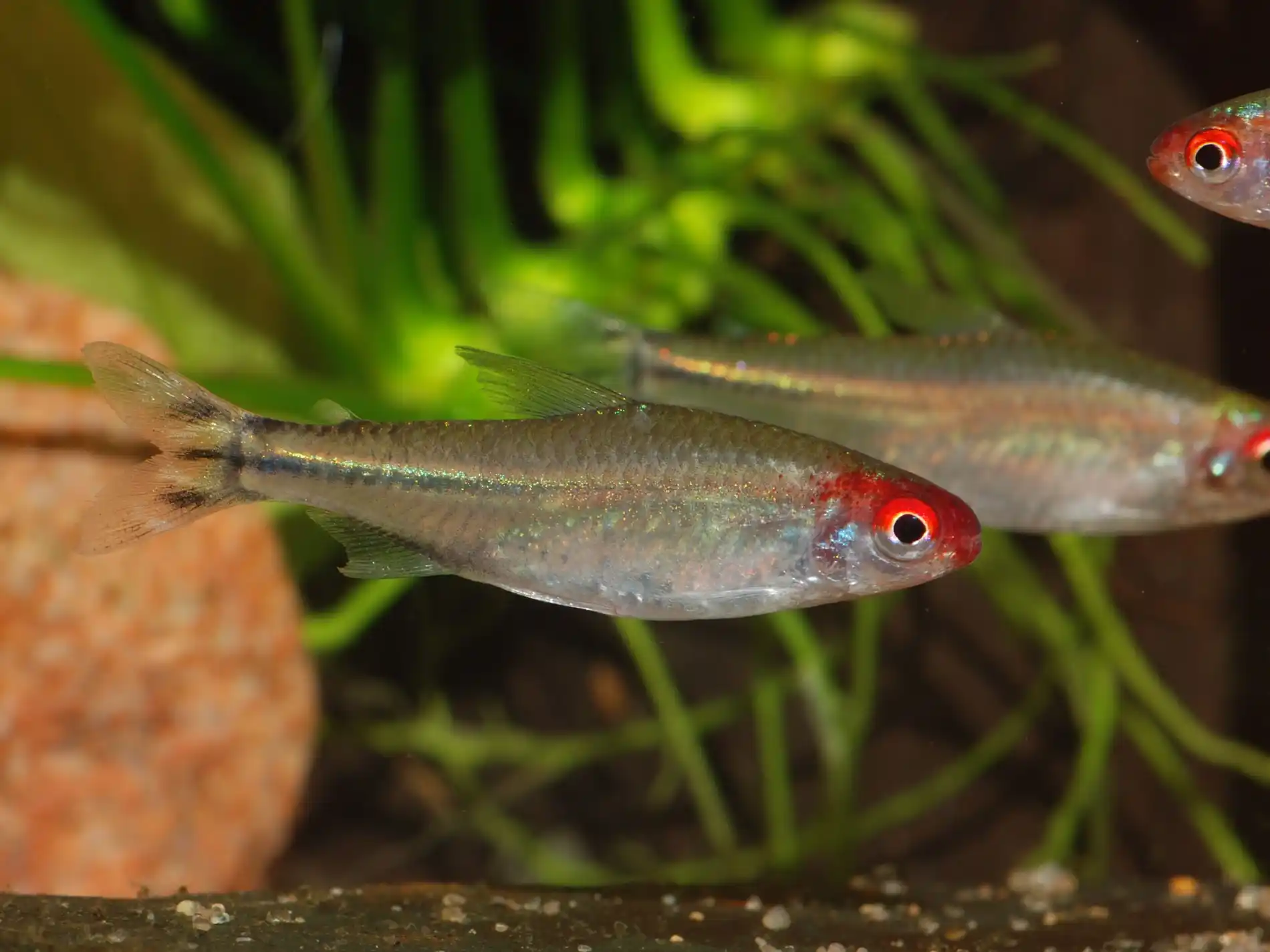 Hemigrammus-rhodostomus-f2008_1221D0015 Vida Invisível sob os Rios de Águas Negras