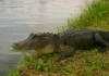 Jacaré no lago Como agir e por que não tentar espantar o animal