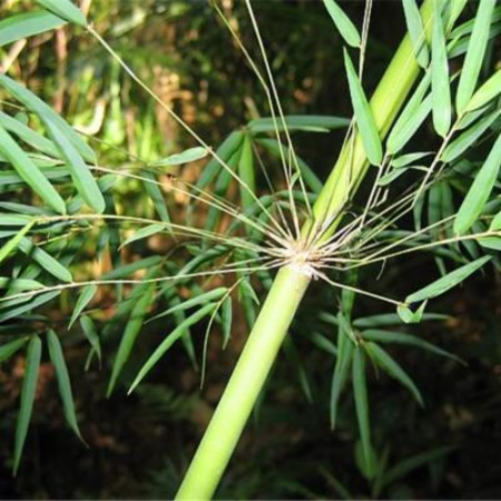 Merostachys-leptophylla-Sendulsky-R.P.Oliveira-UFBA-Brazil_thumbnail Descoberta de nova espécie de bambu na Amazônia destaca ameaças ambientais
