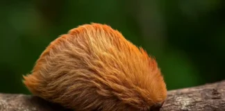 Não toque! Esse bicho fofo pode causar queimaduras graves
