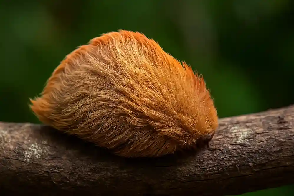 Não toque! Esse bicho fofo pode causar queimaduras graves