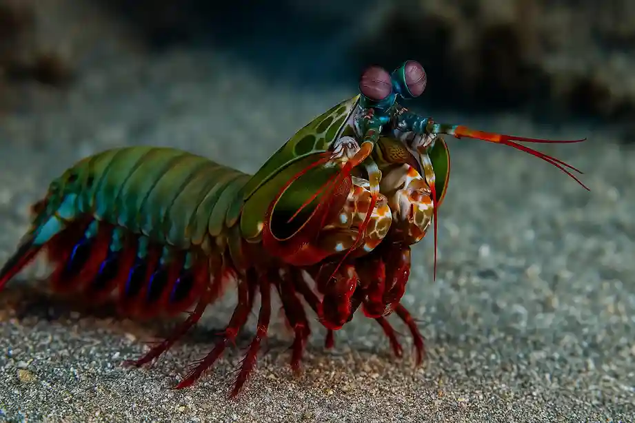 Mais rápidos que a luz? O movimento relâmpago do camarão-mantis 1 O movimento relâmpago do camarão-mantis