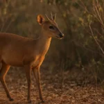 O papel do veado-catingueiro para manter o equilíbrio de florestas e cerrados O papel do veado-catingueiro para manter o equilíbrio de florestas e cerrados