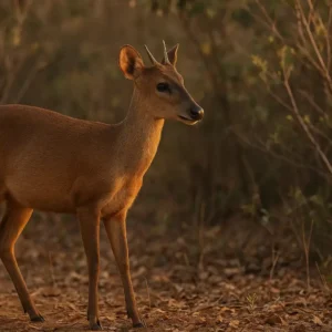 O papel do veado-catingueiro para manter o equilíbrio de florestas e cerrados O papel do veado-catingueiro para manter o equilíbrio de florestas e cerrados