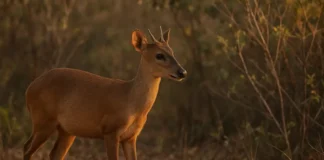 O papel do veado-catingueiro para manter o equilíbrio de florestas e cerrados