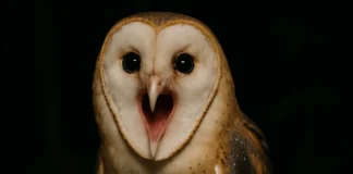 O som que assusta o grito da coruja Suindara parece um bebê chorando