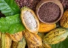 O futuro do cacau amazônico do cultivo sustentável à gourmetização global