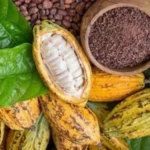 O futuro do cacau amazônico do cultivo sustentável à gourmetização global