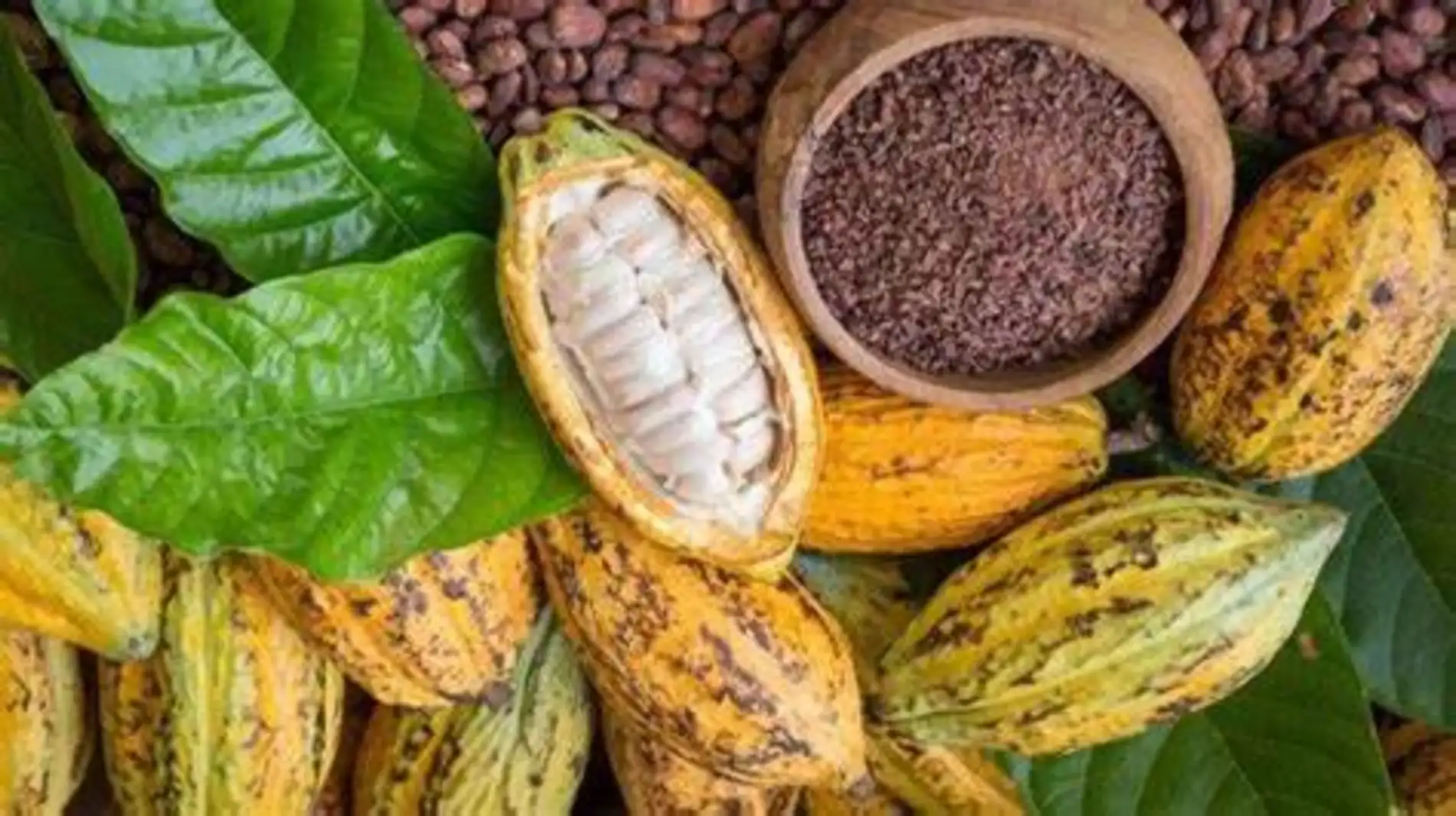 O futuro do cacau amazônico do cultivo sustentável à gourmetização global 3 OIP 2