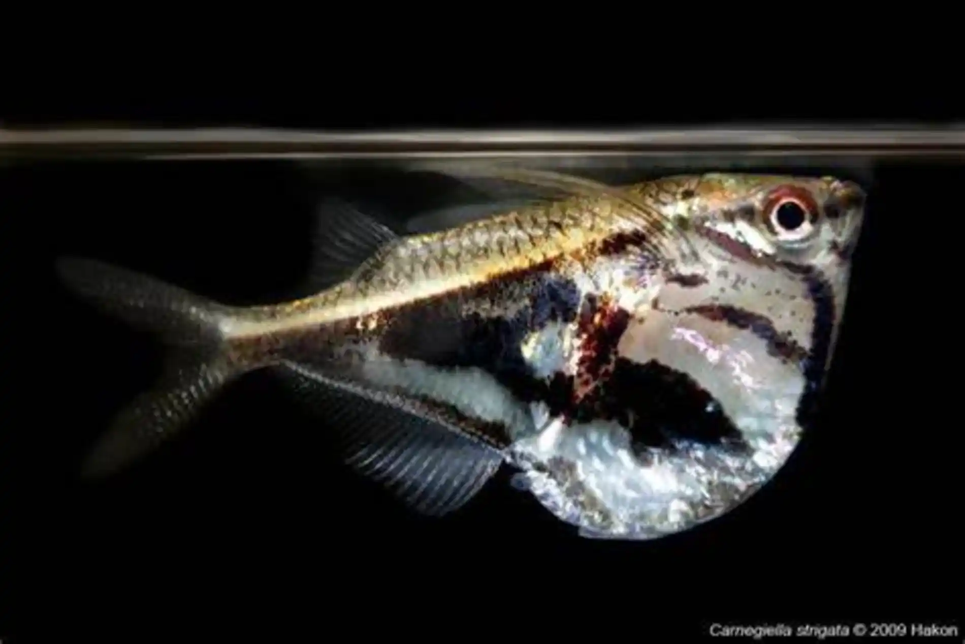 OIP-3 Vida Invisível sob os Rios de Águas Negras