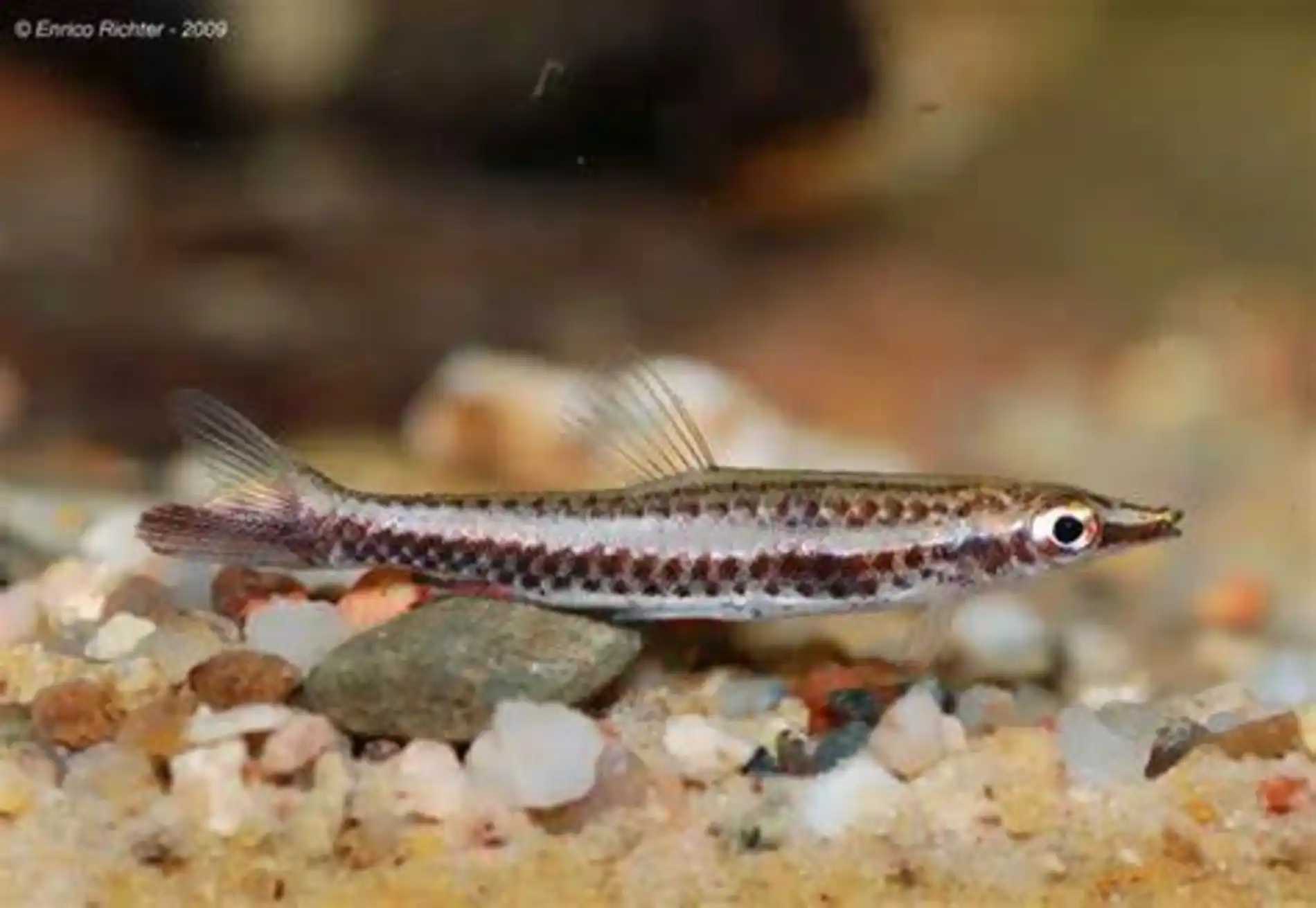 OIP-4 Vida Invisível sob os Rios de Águas Negras