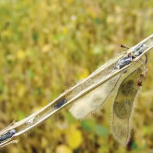 Técnica sustentável para produção de fungo que controla doenças agrícolas Técnica sustentável usa fungo no combate a pragas agrícolas