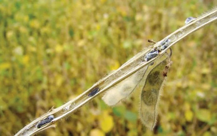 O_fungo_Trichoderma_asperelloides___considerado_uma_ferramenta-chave_no_... Técnica sustentável usa fungo no combate a pragas agrícolas