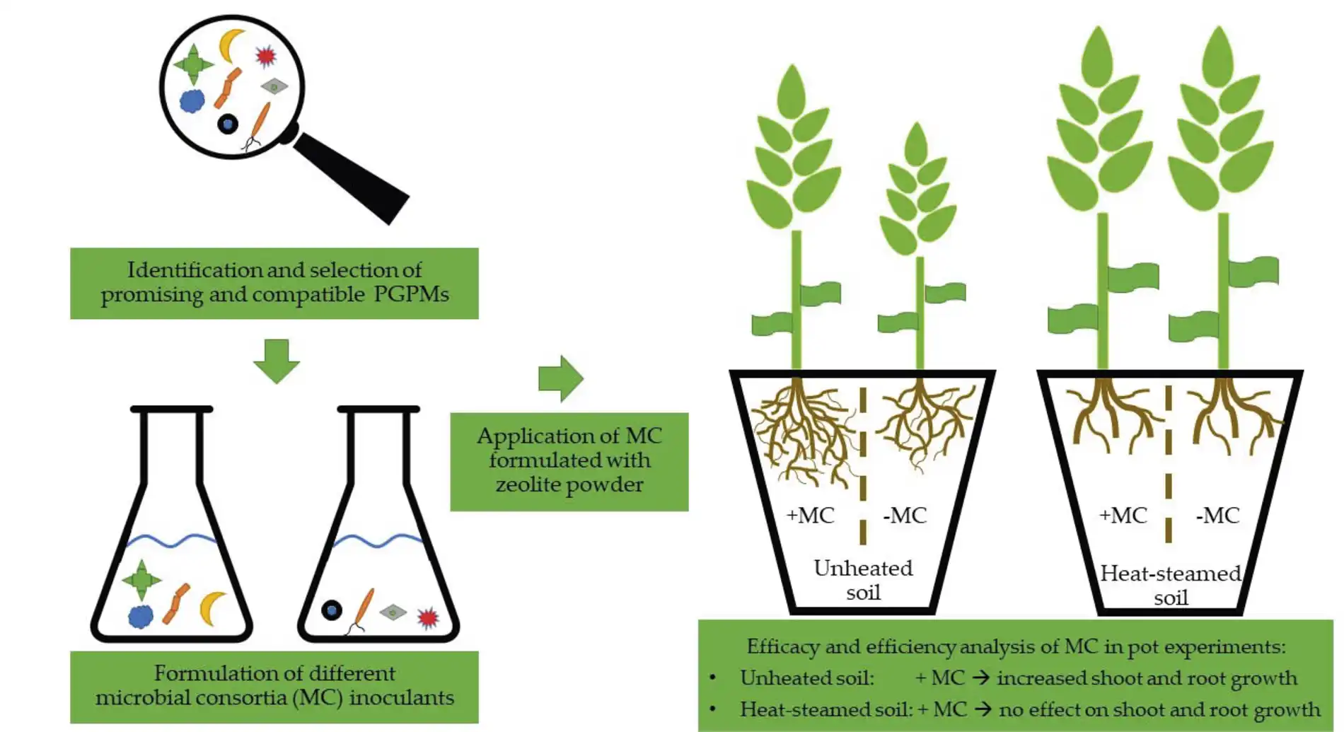 Os_pesquisadores_descobriram Técnica sustentável para produção de fungo que controla doenças agrícolas