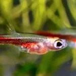 Paedocypris progenetica