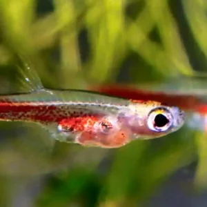 Vertebrados minúsculos e surpreendentes da Amazônia Paedocypris progenetica