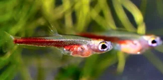 Paedocypris progenetica