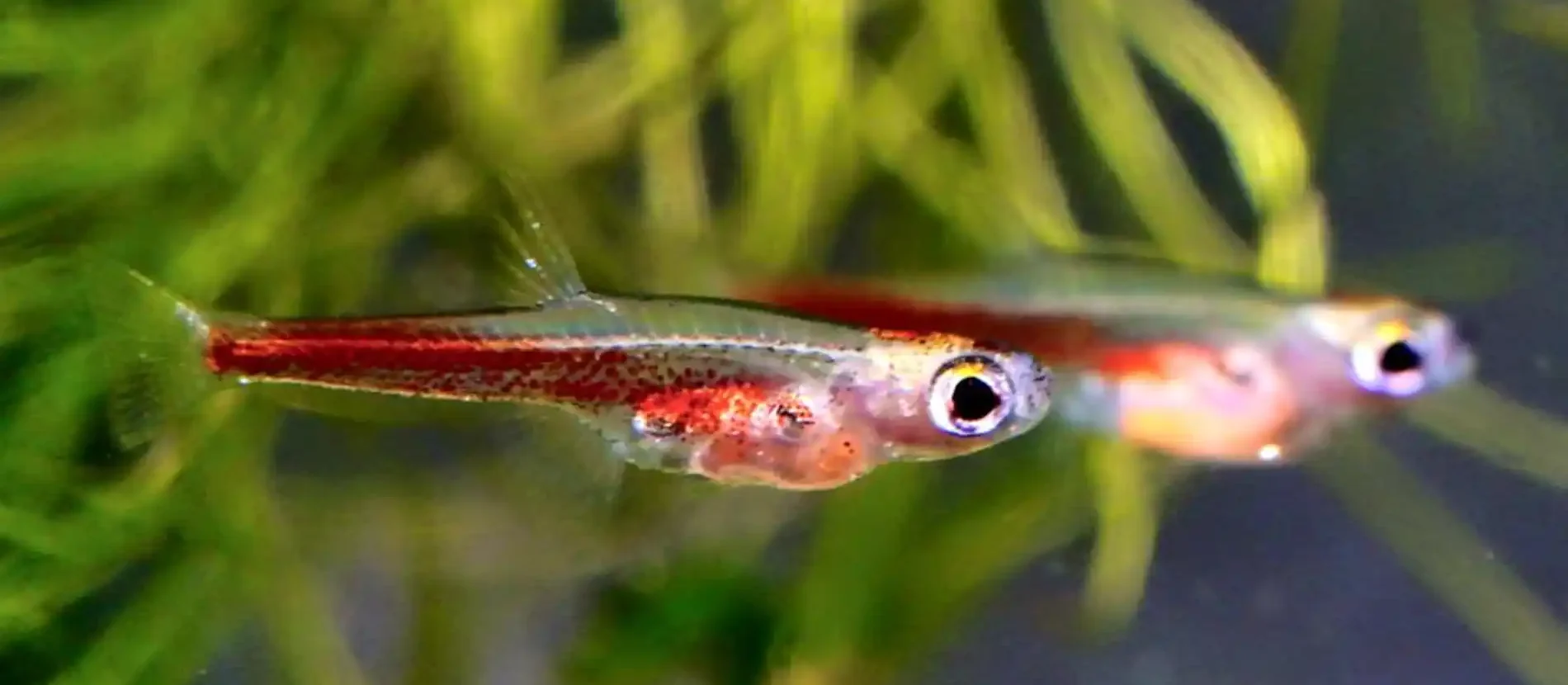 Vertebrados minúsculos e surpreendentes da Amazônia 4 Paedocypris progenetica