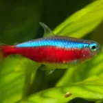 Vida Invisível sob os Rios de Águas Negras A vida secreta sob os rios de águas negras da Amazônia