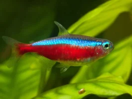 A vida secreta sob os rios de águas negras da Amazônia