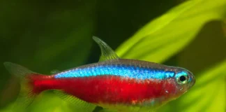 A vida secreta sob os rios de águas negras da Amazônia