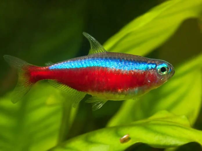 A vida secreta sob os rios de águas negras da Amazônia