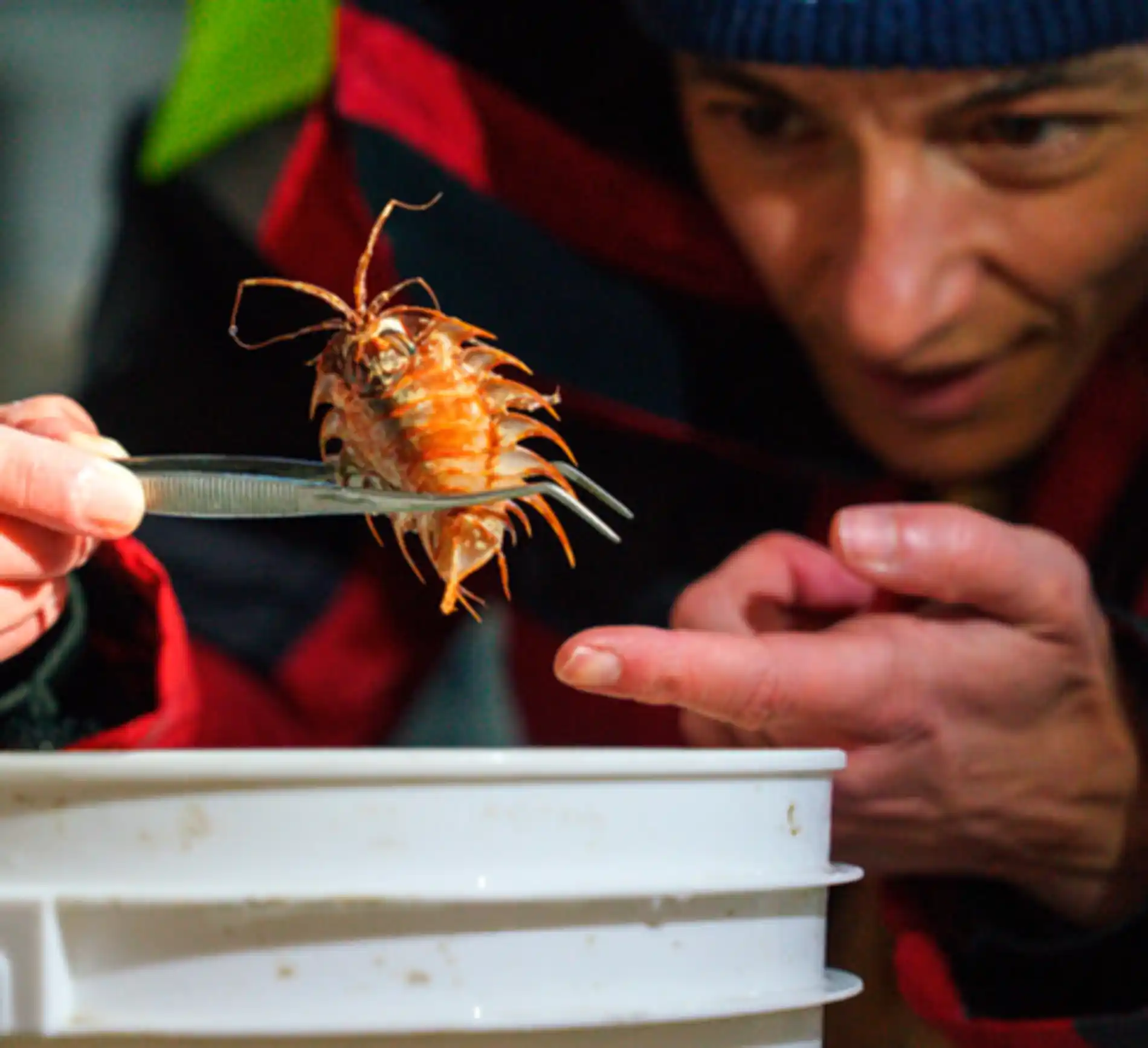 Iceberg antártico enorme se desprende e revela ecossistema submarino próspero