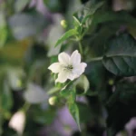 Plantas_de_pimenta-do-reino_cultivadas_no_Advanced_Plant_Habitat_a_bordo_da_Esta__o_Espacial_Internacional_deram_frutos_no_final_-150x150 Terra — Imagens incríveis do e de nosso planeta