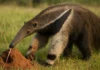 Saiba como um tamanduá-bandeira consegue comer até 30.000 formigas por dia Saiba como um tamanduá-bandeira consegue comer até 30.000 formigas por dia