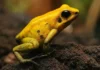 Sapo-dardo-dourado (Phyllobates terribilis) - Imagem criada com IA