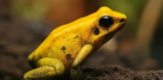 Sapo-dardo-dourado (Phyllobates terribilis) - Imagem criada com IA