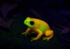 Conheça o sapo fluorescente da Serra da Mantiqueira: uma joia da Mata Atlântica sapo-pingo-de-ouro (Brachycephalus rotenbergae)