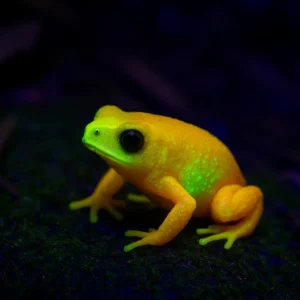 Conheça o sapo fluorescente da Serra da Mantiqueira: uma joia da Mata Atlântica sapo-pingo-de-ouro (Brachycephalus rotenbergae)