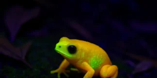 sapo-pingo-de-ouro (Brachycephalus rotenbergae)