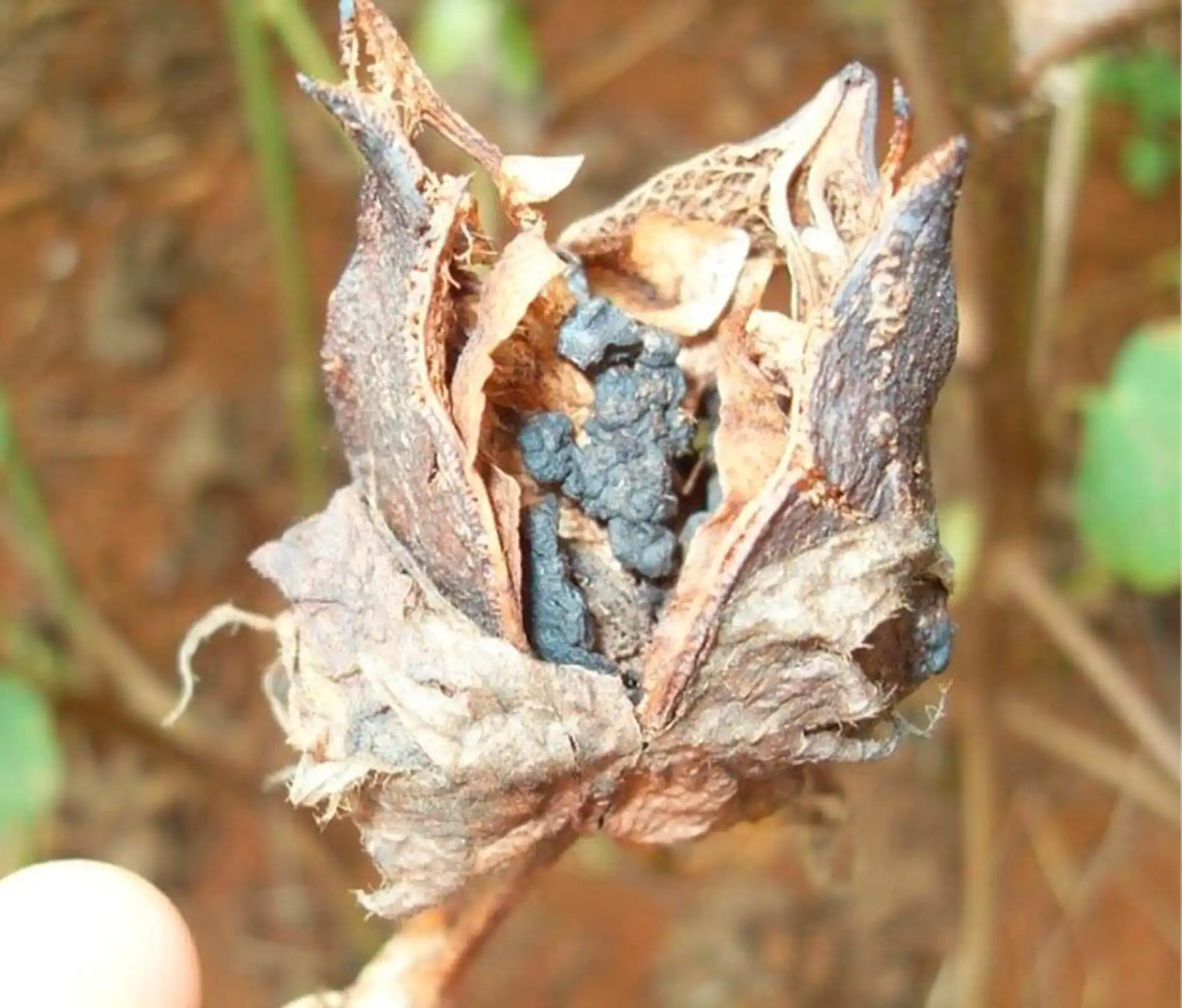 Sclerotinia_sclerotiorum_em_algod_o Técnica sustentável para produção de fungo que controla doenças agrícolas