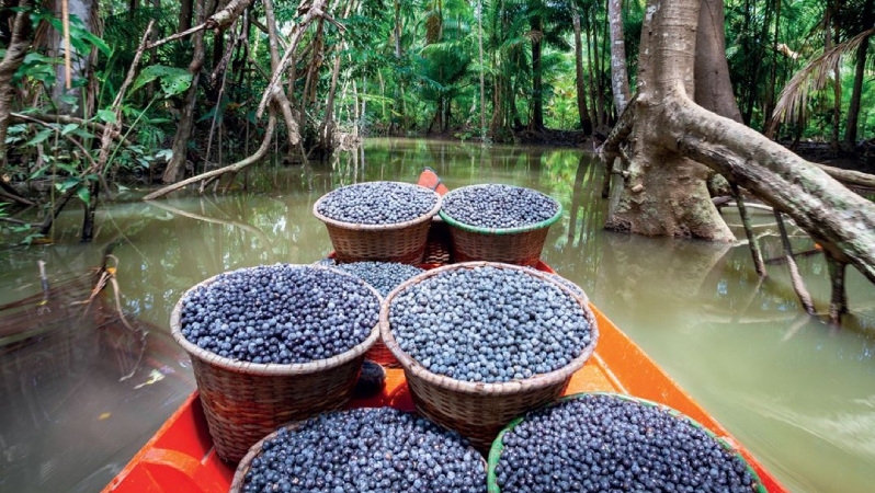 Screenshot-2025-04-02-174622 Caixa destina R$ 50 milhões para incentivar florestas produtivas na Amazônia