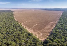 Pesquisa global revela o impacto invisível das atividades humanas na biodiversidade perda