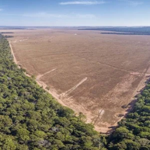 Pesquisa global revela o impacto invisível das atividades humanas na biodiversidade perda