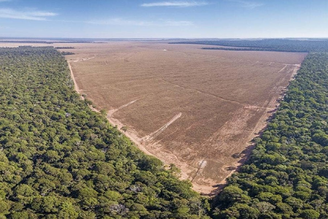 Pesquisa global revela o impacto invisível das atividades humanas na biodiversidade 3 perda