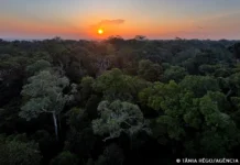 Instituto Clima e Sociedade lança edital para projetos que usam IA Instituto