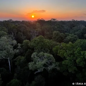 Instituto Clima e Sociedade lança edital para projetos que usam IA Instituto