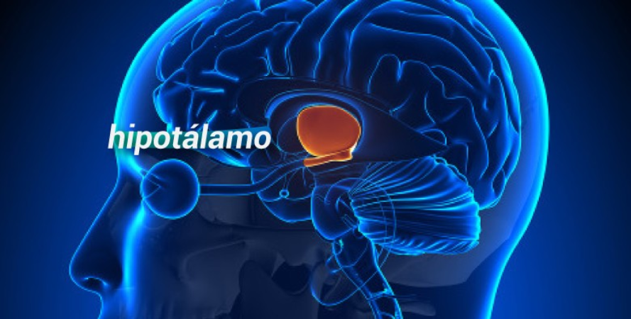 Screenshot-2025-04-07-175101 Adoçante artificial pode aumentar a fome